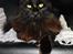 Maine Coon Erling