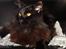 Maine Coon Erling