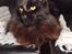 Maine Coon Erling