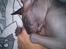 Sphynx Lukaz - Min lille puttemand <3