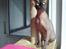 Sphynx Lukaz