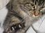 Maine Coon Engbergs Idefix - Mira 
2011