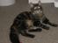 Maine Coon Engbergs Idefix - Næsten lige ankommet
Nov 2010