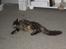Maine Coon Engbergs Idefix - Mira 
Nov 2010