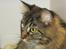 Maine Coon Engbergs Idefix - Mira 
2011