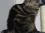 Maine Coon Engbergs Idefix - Mira