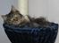 Maine Coon Engbergs Idefix - Kradstræet skulle afprøves med det samme..Mira
Aug.2011