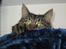 Maine Coon Engbergs Idefix - Mira siger farvel for denne gang <3