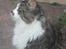 Maine Coon Krammedyret Yankie Bar