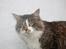 Maine Coon Krammedyret Yankie Bar