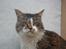 Maine Coon Krammedyret Yankie Bar