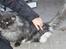 Maine Coon Samson *Sov sødt*