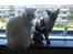 Sphynx Lukaz - Mine flotte misser <3