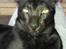 Orientaler Mercurys Black Shadow