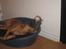 Maine Coon Bobby (hvil i fred <3) - Emma og Bobby putter lige lidt i hundekurven :b