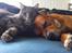 Maine Coon Bobby (hvil i fred <3) - putte tid med Cash (:
