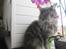 Maine Coon Bobby (hvil i fred <3) - Smukke mis (: