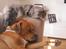 Maine Coon Bobby (hvil i fred <3) - Bobby og Cash (: <3