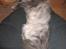 Maine Coon Bobby (hvil i fred <3) - putte mis (: