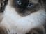 Ragdoll Kashmir - Aw <3