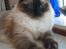 Ragdoll Kashmir - Efterhånden en stor kat :)