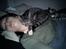 Huskat han katten Nanna