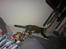 Huskat han katten Nanna