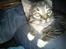 Huskat han katten Nanna