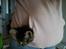 Huskat han katten Nanna