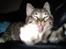 Huskat han katten Nanna