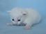 Maine Coon Iowa  (SOLGT) - 18 dage - 29.09.2012