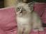 Ragdoll Princess #HIMMELENS STJERNE# R.I.P