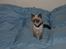 Ragdoll Princess #HIMMELENS STJERNE# R.I.P