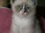 Ragdoll Princess #HIMMELENS STJERNE# R.I.P