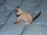 Ragdoll Princess #HIMMELENS STJERNE# R.I.P