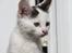 Blanding af racer ZOEY - Velkommen til Zoey's profil! :D