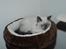 Ragdoll Zaki