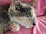 Huskat Astrid