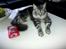 Maine Coon chili - 6 mdr