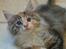 Maine Coon Fnuggi Tidl. kat