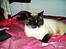 Hellig Birma Mizz-mizz R.I.P
