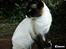 Hellig Birma Mizz-mizz R.I.P