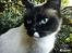 Hellig Birma Mizz-mizz R.I.P