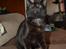 Huskat Cleo Hittemis