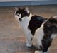 Kurilean Bobtail Dk Silky Catz Cirque du Soleil