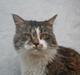 Maine Coon Krammedyret Yankie Bar