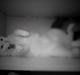 Huskat Millo