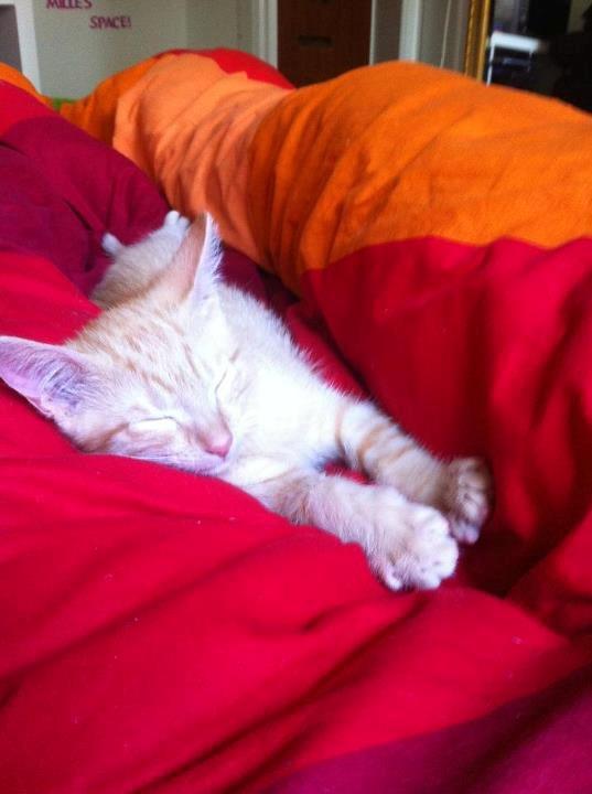 Huskat Mille - Uh ja - jeg er en rigtig lille sovetryne! billede 7