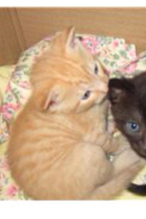 Huskat Mille - Jeg var en rigtig lille charmetrold som helt lille - hov vent! det er jeg stadig! billede 2