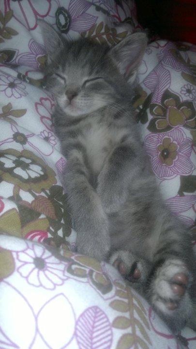 Huskat Oda billede 2